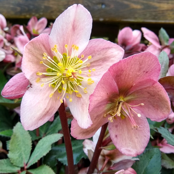 Hellebore Plants