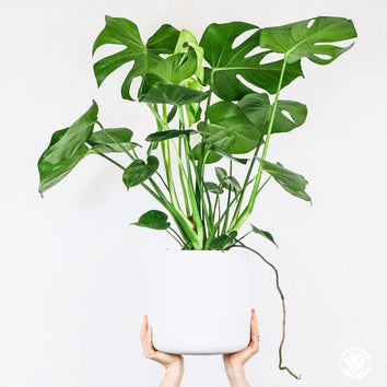 Plants for Offices