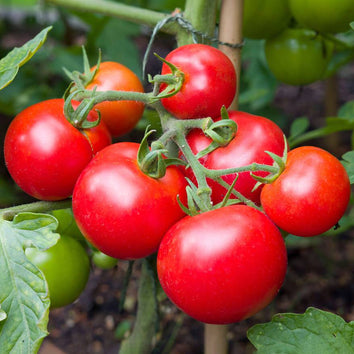 Tomato Plants