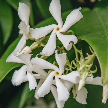 Star Jasmine Plants