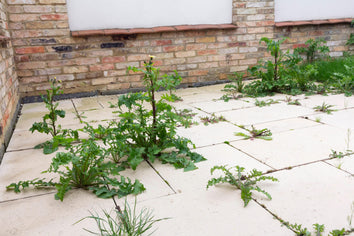 Buy 4 get 10% off Weedkiller