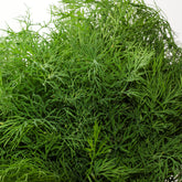 Fennel Green