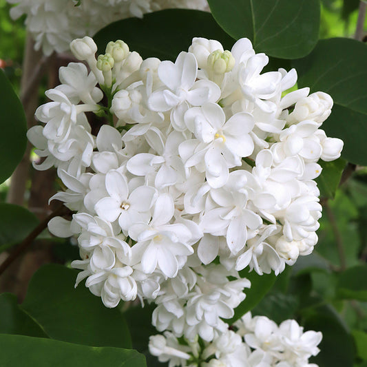 Syringa 'Madame Lemoine'