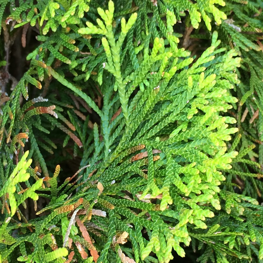 White Cedar Hedge