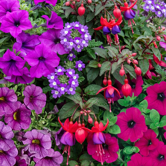 Purple Shades Mixed Basket Plants