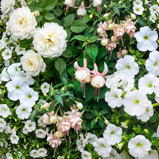 White Shades Mixed Basket Plants