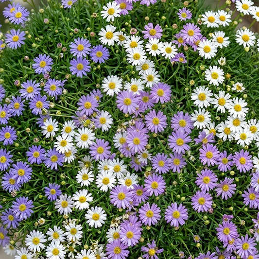Brachyscome Mixed Basket Plants