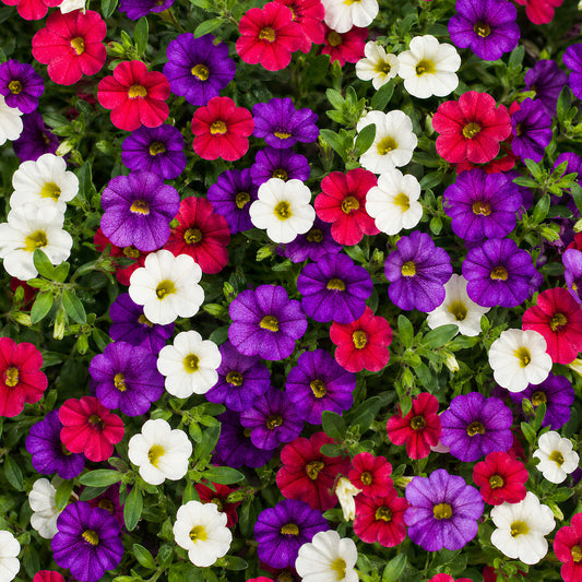 Calibrachoa Mixed Basket Plants
