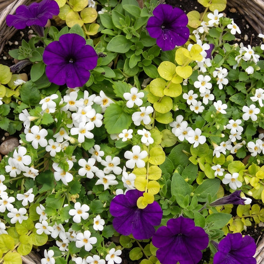 Colour Splash Blue Basket Plants
