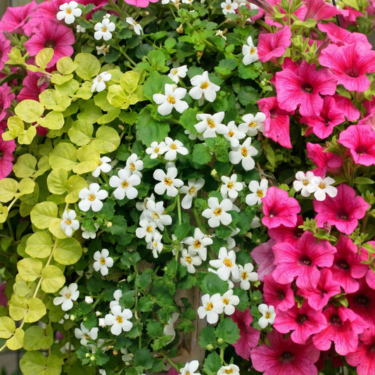 Colour Splash Pink Basket Plants