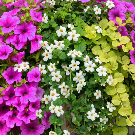 Colour Splash Purple Basket Plants