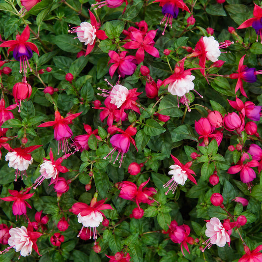 Fuchsia Mixed Basket Plants