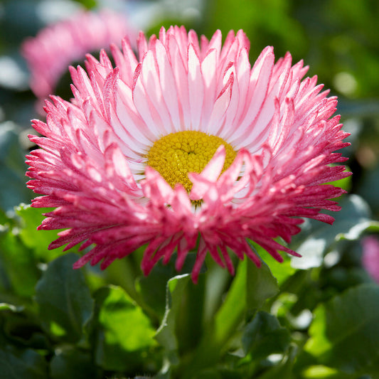 Bellis Bam Bam Bedding Plants