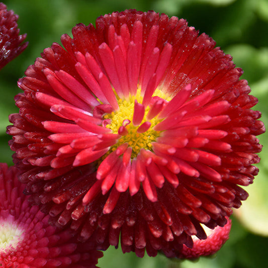 Bellis Red Bedding Plants