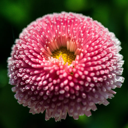 Bellis Rose Bedding Plants