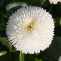 Bellis White Bedding Plants