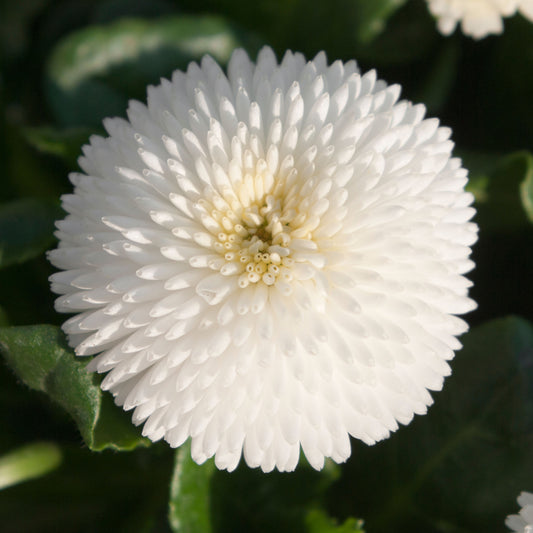 Bellis White Bedding Plants