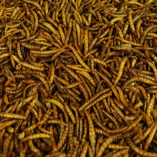 Gardeners Dream Dried Mealworms