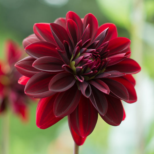 Dahlia 'Arabian Night'