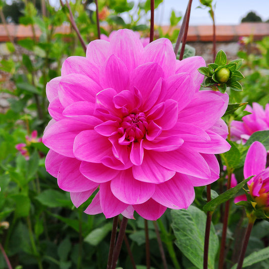 Dahlia 'Arthur Hambley'