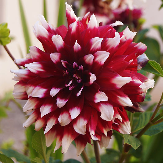 Dahlia 'Duet'