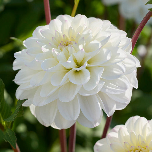 Dahlia 'Free Thought'