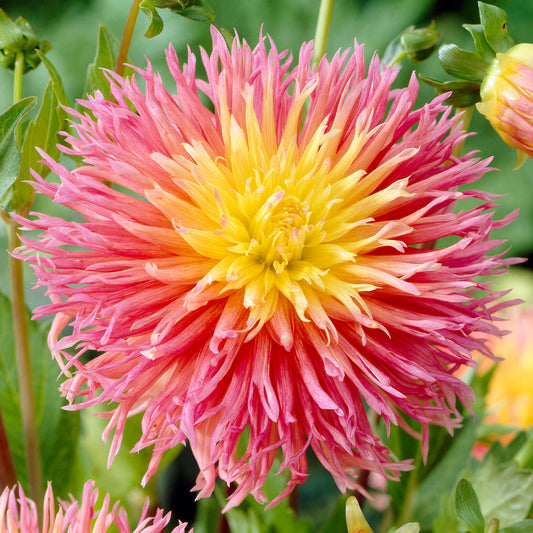 Dahlia 'Fringed Star'