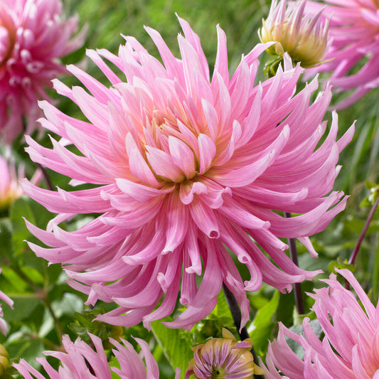 Dahlia 'Hollyhill Cotton Candy'