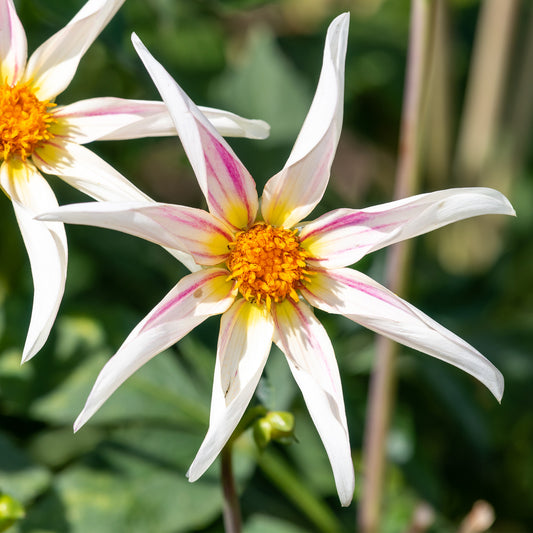 Dahlia 'Honka Fragile'