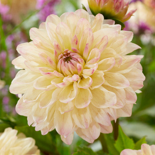 Dahlia 'Hotline'