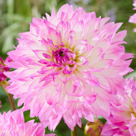 Dahlia 'Kordessa'