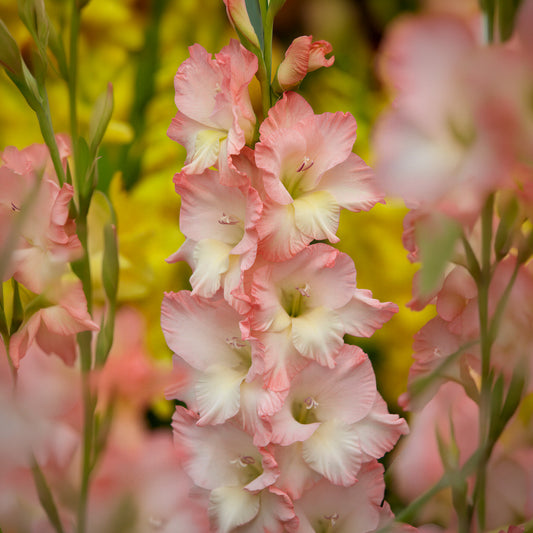 Gladioli 'Careless'