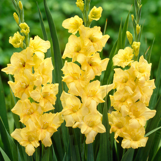 Gladioli 'Nova Lux'