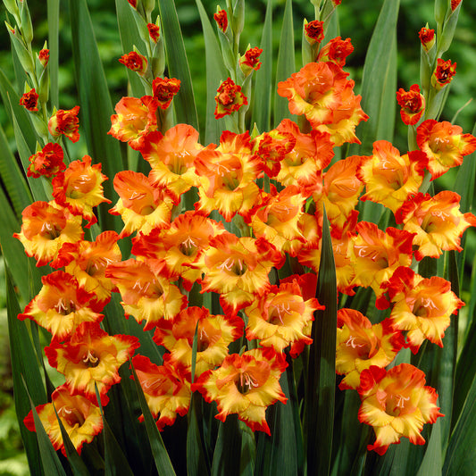 Gladioli 'Princess Margaret'