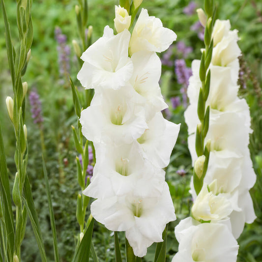 Gladioli 'Snowboard'