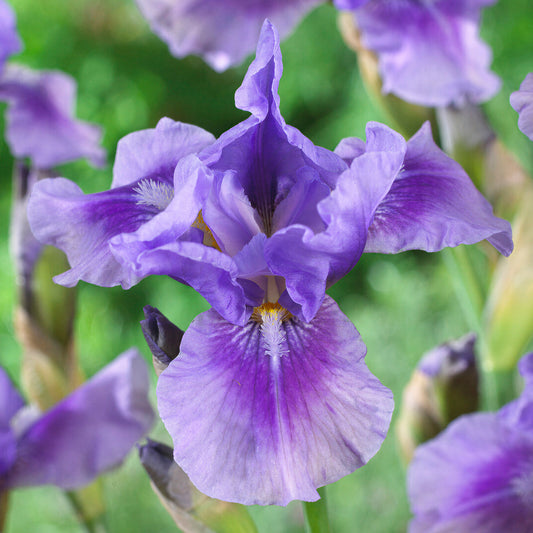 Iris 'Bedtime Story'