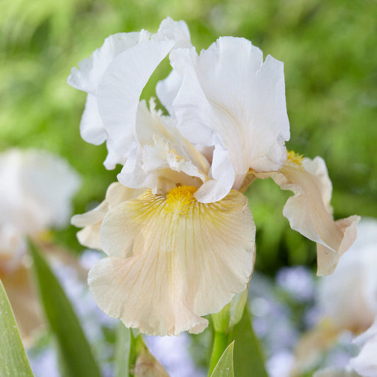 Iris 'Champagne Elegance'