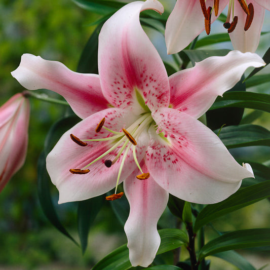 Lilium 'Skyscraper Anastasia'