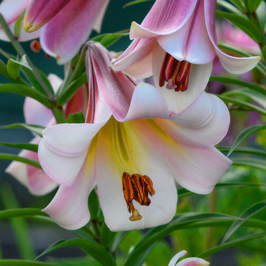 Lilium 'Skyscraper Eastern Moon'