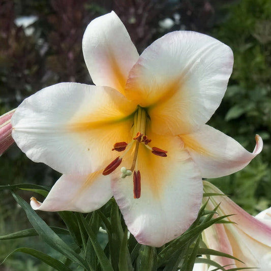 Lilium 'Skyscraper Miss Peculiar'