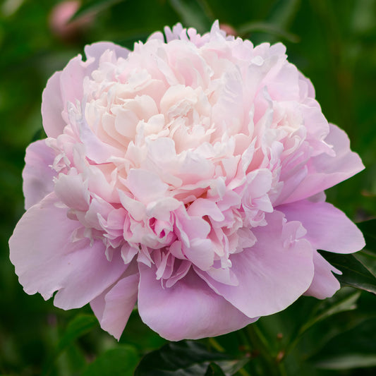 Paeonia 'Sarah Bernhardt'