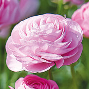 Ranunculus 'Candy Pink'