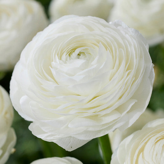 Ranunculus 'Snow White'