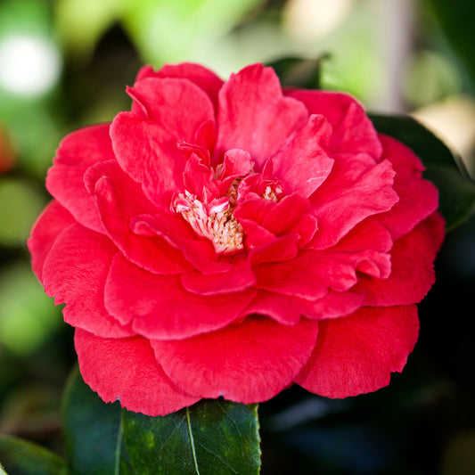 Camellia 'Blood of China'