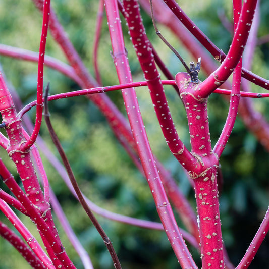 Cornus 'Baton Rouge'