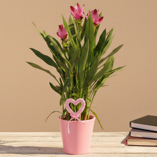 Curcuma 'Splash' in Ceramic Pot