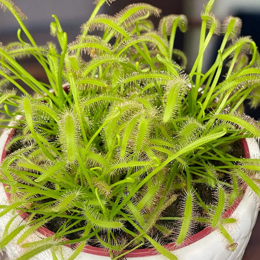 Drosera capensis Alba