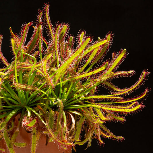 Drosera capensis