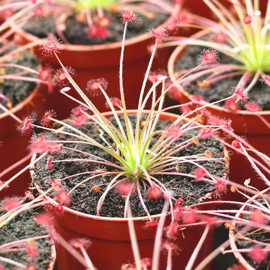 Drosera paradoxa