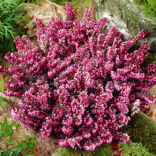 Erica 'Winter Ladies Pink' Heather